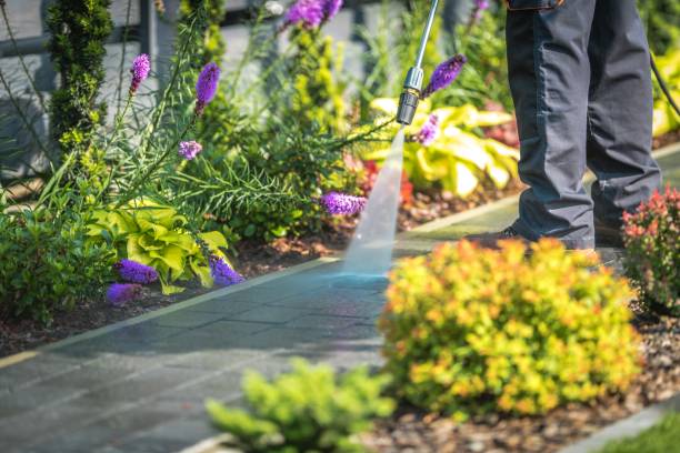 Best Soft Washing  in Lynnwood, WA
